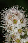 White meadowsweet